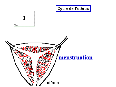 cycle de l'utrus